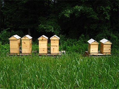 How to beekeep in Australia ?